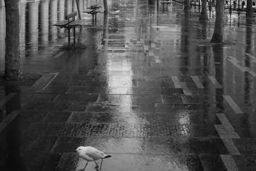 A black and white capture of a rain slicked pathway with a surprised seagull trotting across the left hand side of the photo.